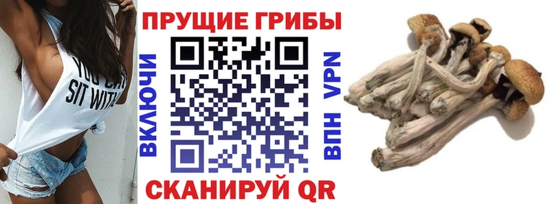 Псилоцибиновые грибы MAGIC MUSHROOMS Купить закладки Ревда
